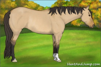 Horse Color:Buckskin Dun Rabicano