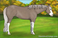 Horse Color:Silver Grullo Splash