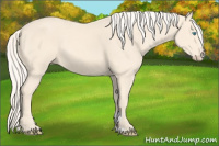 Horse Color:Cremello Sabino
