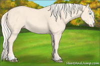 Horse Color:Cremello Sabino 