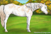 Horse Color:Gold Champagne Sabino 