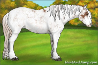 Horse Color:Chestnut Sabino