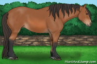 Horse Color:Bay Sabino