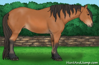 Horse Color:Bay Sabino 