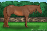 Horse Color:Liver Chestnut 