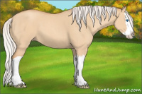 Horse Color:Silver Classic Champagne Dun Splash 