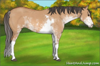 Horse Color:Bay Dun Sabino 