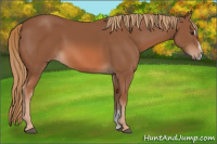 Horse Color:Chestnut Sabino
