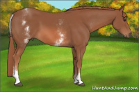 Horse Color:White Spotted Liver Chestnut Sabino