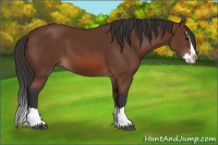 Horse Color:Bay Sabino Splash 