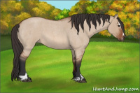 Horse Color:Bay Roan Dun Sabino