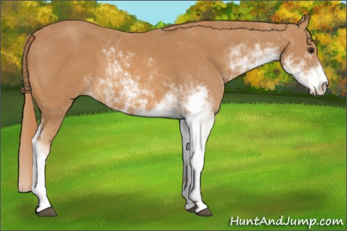 Horse Color: Chestnut Sabino 