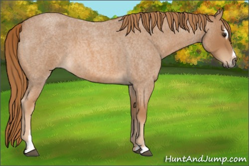 Horse Color: Unknown 