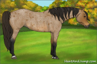 Horse Color:Gray Buckskin Roan Sabino 