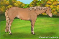 Horse Color:Chestnut Sabino