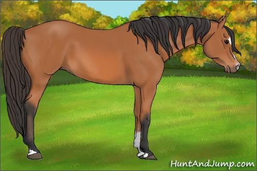 Horse Color: Bay Sabino 
