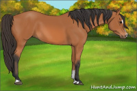 Horse Color:Bay Sabino 