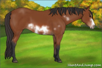 Horse Color:Bay Sabino Frame