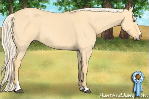 Horse Color: Palomino Dun Sabino 