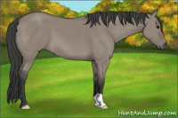 Horse Color:Grullo 