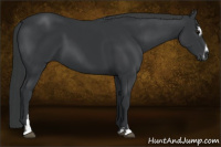 Horse Color:Black Sabino 