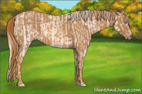 Horse Color:Cremello Sabino  Brindle