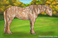 Horse Color:Cremello Sabino  Brindle