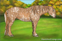 Horse Color:Cremello Sabino  Brindle