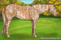 Horse Color:Cremello Sabino  Brindle
