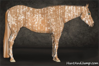 Horse Color:Cremello Sabino  Brindle