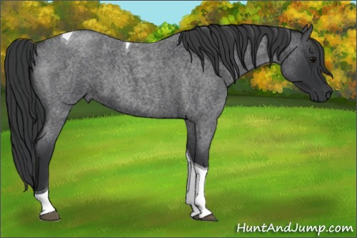 Horse Color: Blue Roan Tobiano 