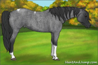 Horse Color:Blue Roan Tobiano