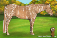 Horse Color:Cremello Sabino Brindle