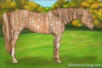 Horse Color:Perlino Sabino  Brindle