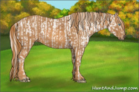 Horse Color:Cremello Sabino  Brindle
