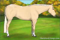 Horse Color:Palomino Tobiano 