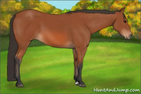 Horse Color:Bay 