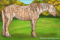 Horse Color:Cremello Sabino  Brindle