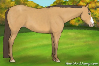 Horse Color:Amber Cream Champagne 