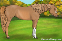 Horse Color:Chestnut Rabicano 
