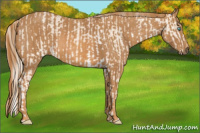 Horse Color:Perlino Sabino  Brindle