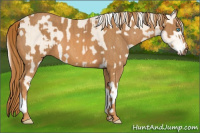 Horse Color:Cremello Sabino  Brindle