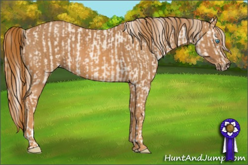 Horse Color: Cremello Sabino  Brindle