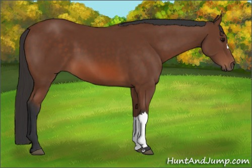 Horse Color: Bay 