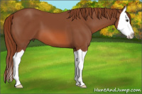 Horse Color:Liver Chestnut Splash