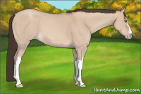 Horse Color:Amber Champagne Dun 