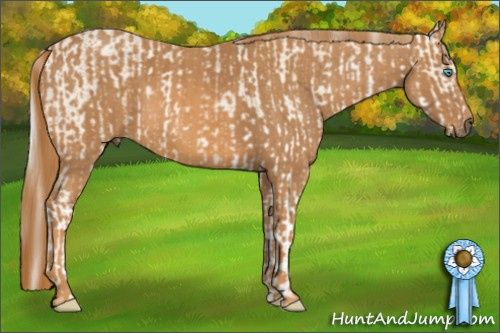 Horse Color: Cremello Sabino  Brindle