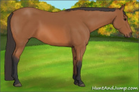 Horse Color:Bay 