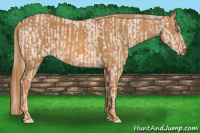Horse Color:Perlino Sabino  Brindle