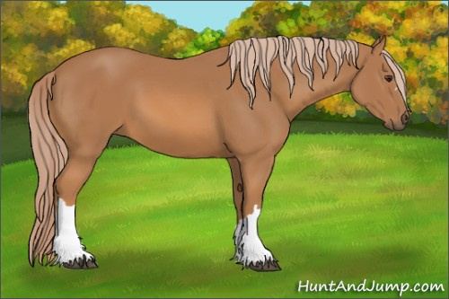 Horse Color: Chestnut 